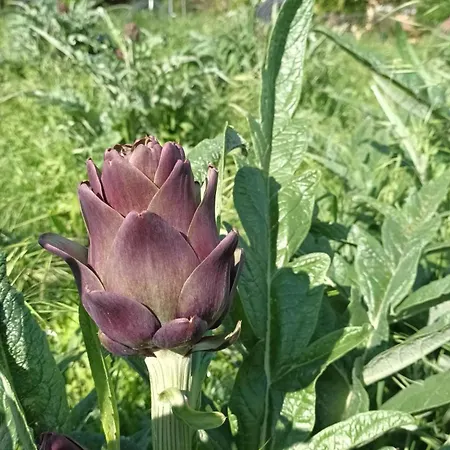بيت ضيافة Il Conte Di Montechiaro Rural ساسو ماركوني