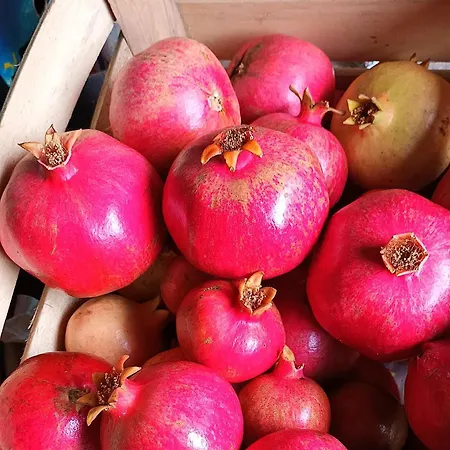 Il Conte Di Montechiaro Rural بيت ضيافة ساسو ماركوني