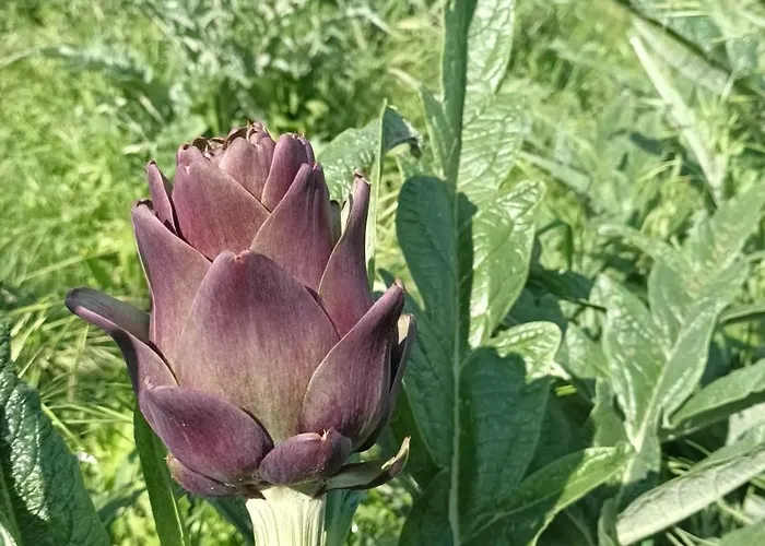 بيت ضيافة Il Conte Di Montechiaro Rural ساسو ماركوني